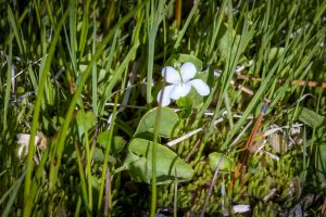 This image shows this species growing in moist soil. Can grow to about 3.5 inches in height with white flowers. Has toothed, heart-shaped leaves.