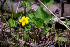 This image shows this species growing in moist forest habitat. Can grow to about 8 inches in height with yellow flowers and toothed, heart-shaped leaves.