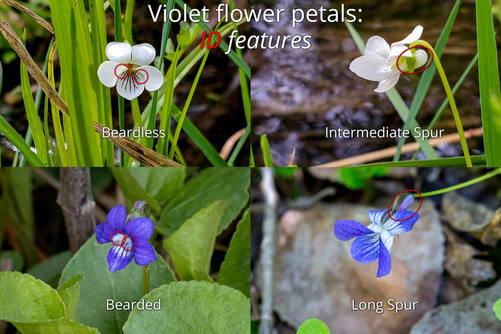 This four-photo composite image captures the presence/absence of beards and size of spurs as structures on Violet flower petals.