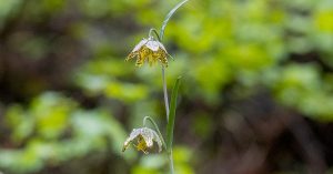 A single Chocolate lily with two purple/brown/yellow mottled flowerin shaded conifer forest habitat.s
