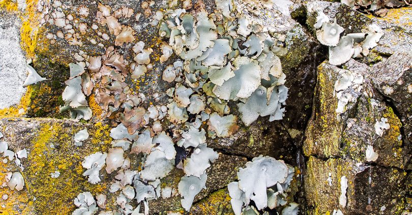 This lichen grows on steep vertical rock walls, usually granitic in origin. Distinct imperfect circular form, raised edges, off-white color and attached to the rock by central spot (umbel). Discrete growth forms crowded together. Can grow to diameter of eight inches, but usually in the range of three inch diameter.