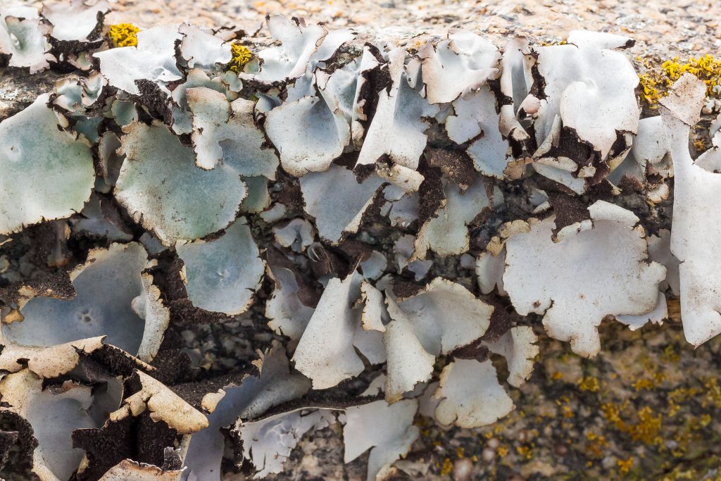 This image is a close up of Frosted Rock Tripe (U. americana). Typically grow close together. Roundish in form and off-white in coloration. Center point is attached to rock with tattered, curled up edges. 