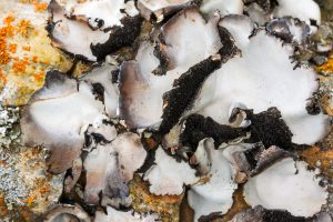 This digital image captures black root-like rhizines, not roots but holdfasts.