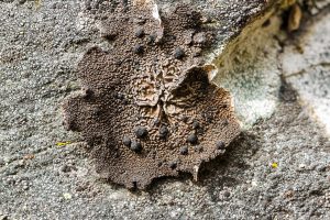 This image illustrates the brown, wrinkled, round-ridged upper surface punctuated by black rounded fissured apothecia
