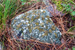 Umbilicaria lichen are found exclusively on rock. Blistered Rock Tripe is pictured