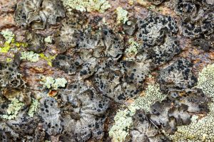 This species is found on rock at mid to high elevations. Salt-like crystals on gray thallus surface distinct.