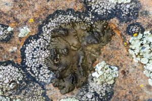 This lichen is about two inches in diameter with very ragged edges. Circular and brownish in form and color. Has distinct cracks that mimic skull sutures.