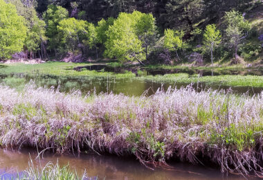 Old Bitterroot River shallow side channel now cut off from main river channel.