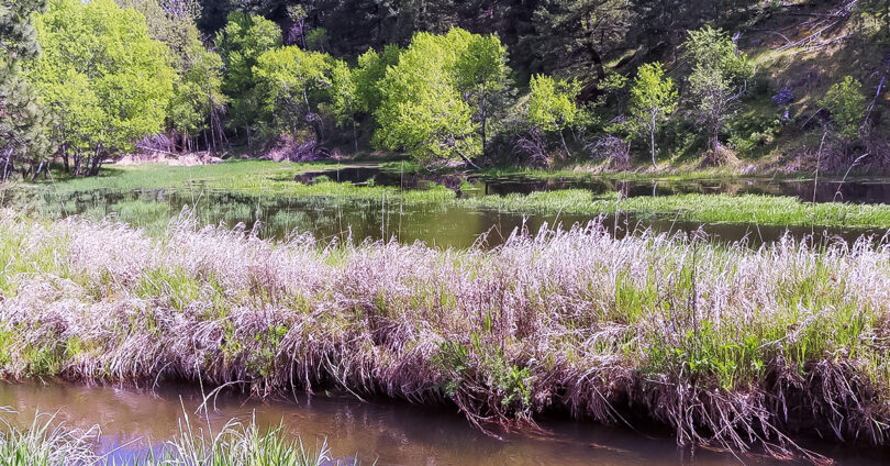 Old Bitterroot River shallow side channel now cut off from main river channel.