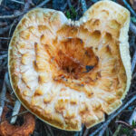 Scaly Vase Chanterelle cap with orange sinkhole center