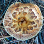 Scaled mushroom cap appears flat from above