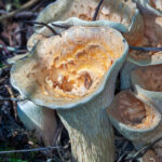 Wide-mouth form of Scaly Vase Chanterelle