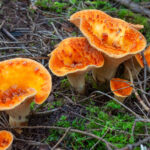 Darkly colored orange mushrooms