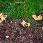 Light brown tinged orange coloration of this mushroom.