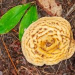 This mushroom is orange and/or yellow toned.