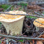 Vase-like shape already evident pushing up out of ground.