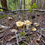 Twigs, conifer needle form microhabitat for these mushrooms