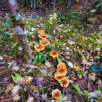 Line of mushroom emerging from moss of conifer forest floor