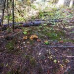 Mossy forest floor with cluster of Scaly Vase Chanterelle