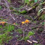 In-line growth form of Scaley Vase Chanterelle