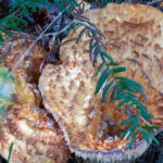 Well scaled mushroom cap found under shrubs.