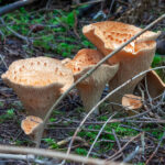 Mushroom cap center deeply hollowed