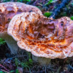Concentric rings of scales from cap edge to funnel center.
