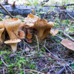 Clustered mushrooms of various age and form