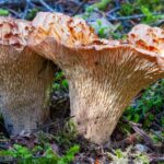 Vaselike or trumpet-shaped mushroom, up to 12 inches in height..
