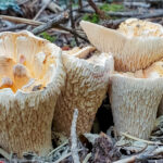 Stipe surface (Hymenium) is pale buff or yellowish to whitish.