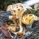 Damaged mushroom showing hollow center in cross section;
