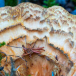 Close-up of vase-like throat of scaled mushroom cap
