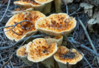 Distinct orange vase-like mushroom