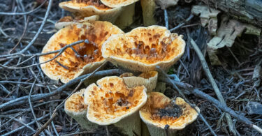 Distinct orange vase-like mushroom