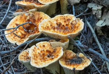 Distinct orange vase-like mushroom