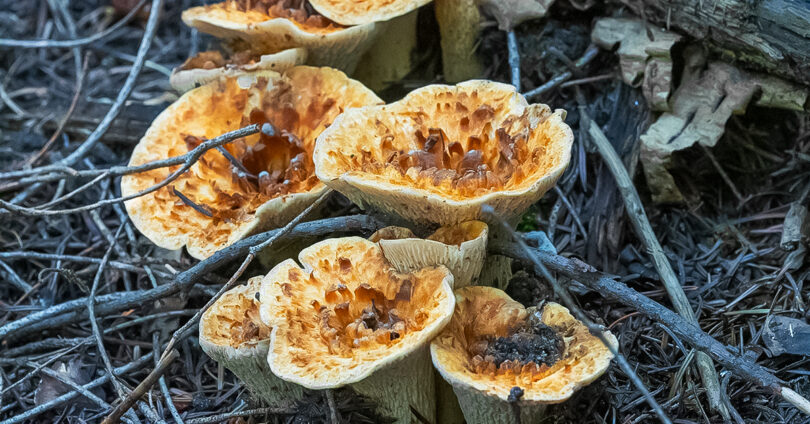 Distinct orange vase-like mushroom