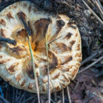 Top-down look at circular cap looking flat with minimal orange.