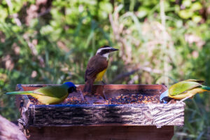 Colorful perching birds of south Texas