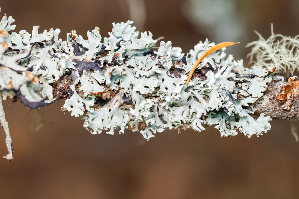 Hooded Tube Lichen (Hypogymnia physodes)