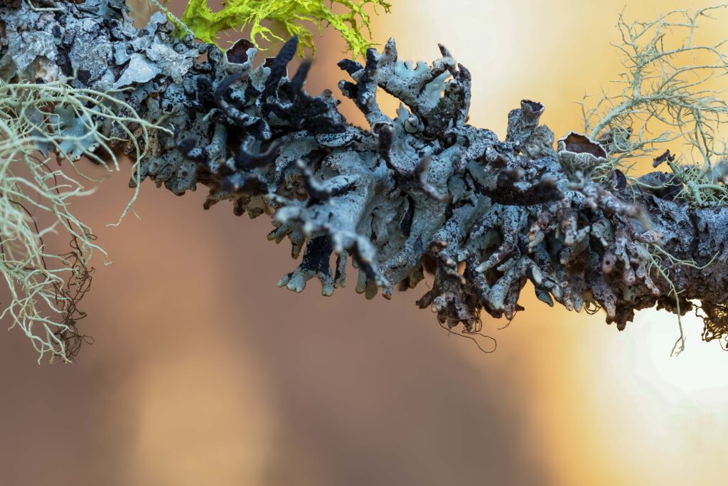 Beaded Tube Lichen (Hypogymnia apinnata