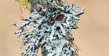 Focus stacked image of Beaded Tube Lichen (Hypogymnia apinnata)