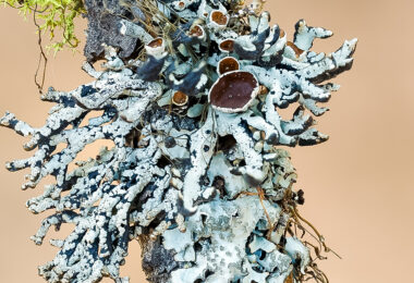 Focus stacked image of Beaded Tube Lichen (Hypogymnia apinnata)