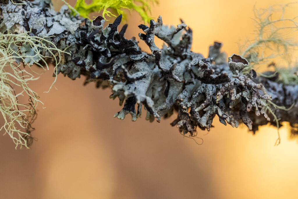 Image of Beaded Tube Lichen (Hypogymnia apinnata)