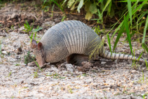 Armadillo with leathery armor, a placental mammal