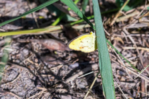 Little Yellow, most common small yellow butterfly