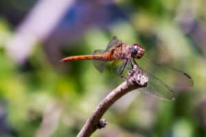 Orangish-brown tropical pennant of south Texas