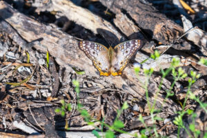Stunning white butterfly on forest floor