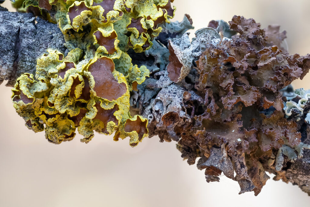 Brown-eyed Sunshine Lichen (Vulpicida canadensis)