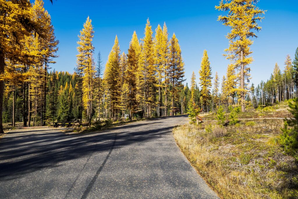 Western Larch in campground