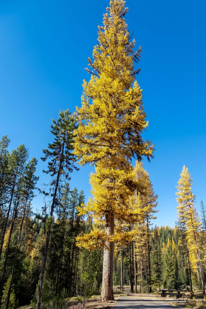 Single specimen of Western Larch